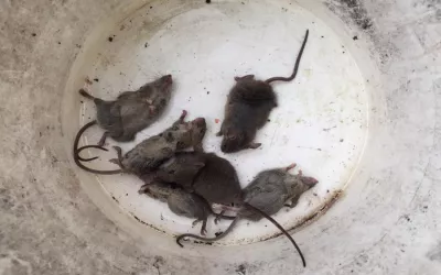 Уничтожение крыс на складе в Мытищах